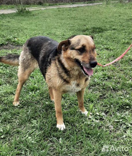 Лиза особенная собака улыбка