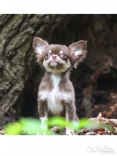 Красавчик Чихуахуа