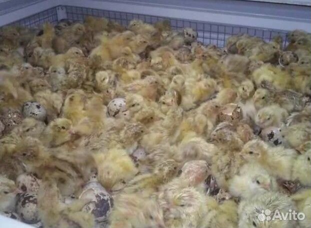 Перепелки суточные