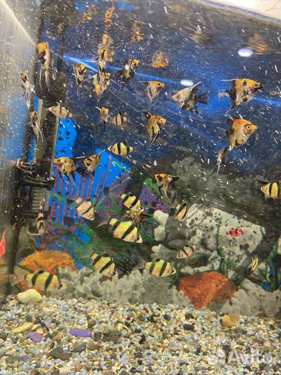 Аквариум с рыбками