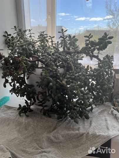 Толстянка денежное дерево