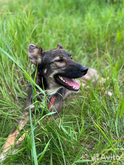 Ласковая собака из приюта ищет дом