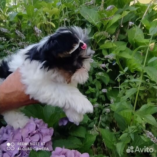 Щенки бивер йорка