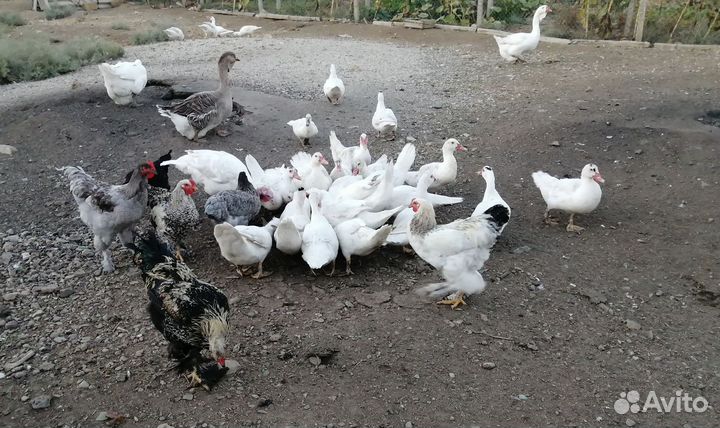 Индоутки самцы и самки молодые