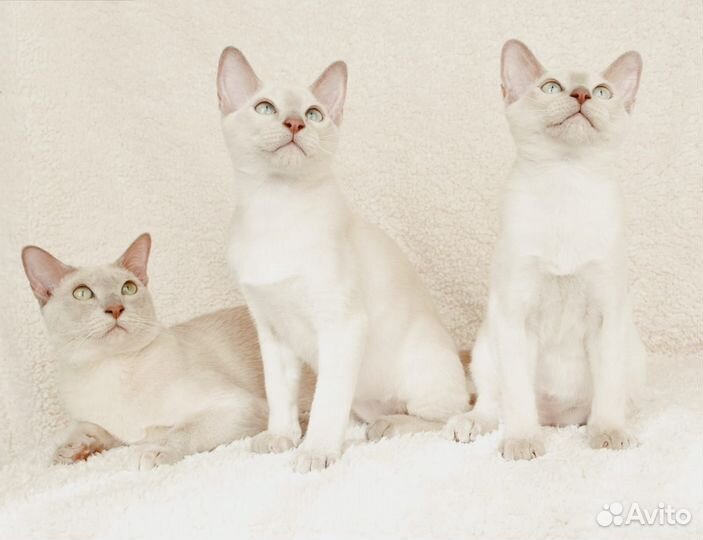 Тонкинез, котята