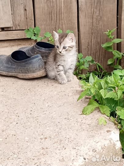 Отдам в добрые руки двух маленьких котиков