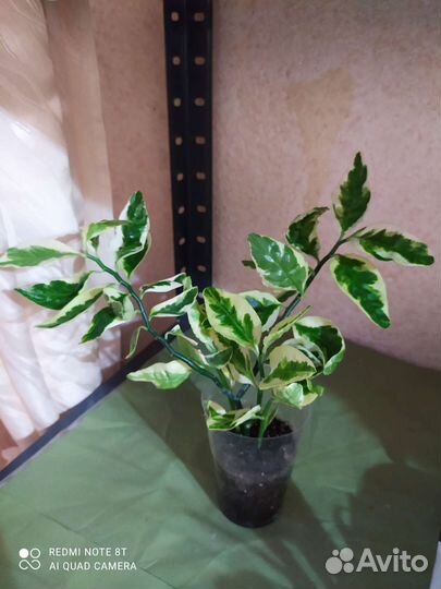 Педилантус