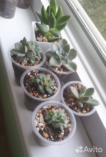 Суккуленты/ крассулы набор