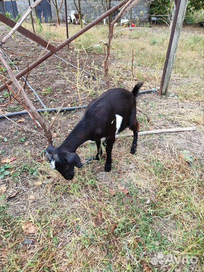 Коза нубийская