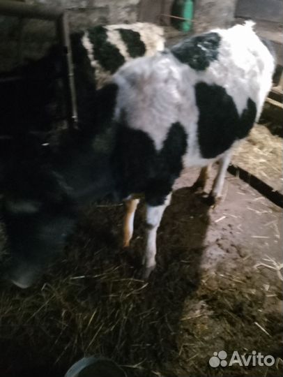 С /Х животные