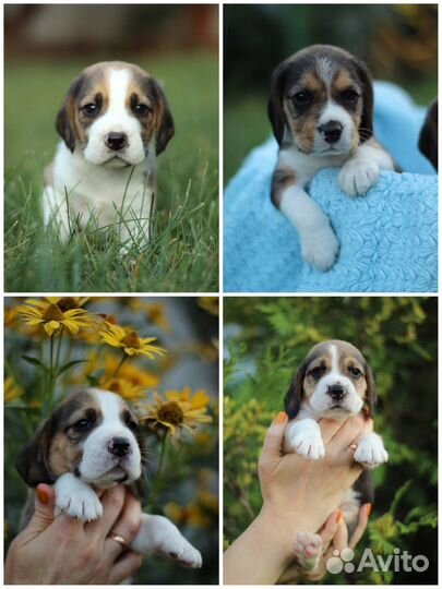 Щенки Бигля