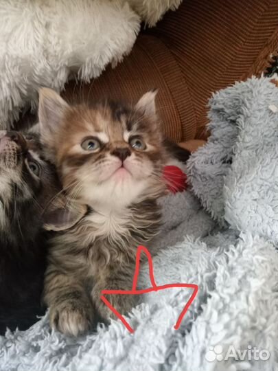 Метисы Мэйн куна