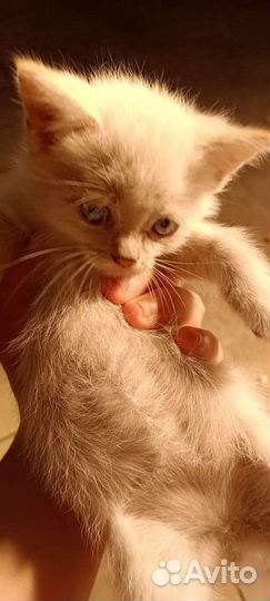 Котята в добрые руки бесплатно