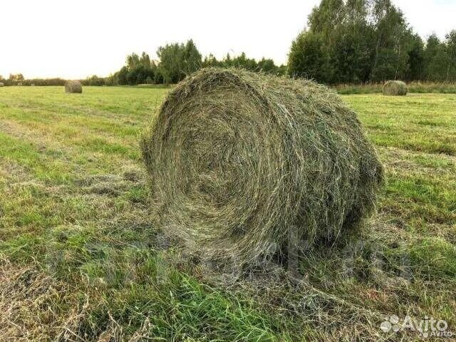 Сено в рулонах по 500 кг тыква картофель
