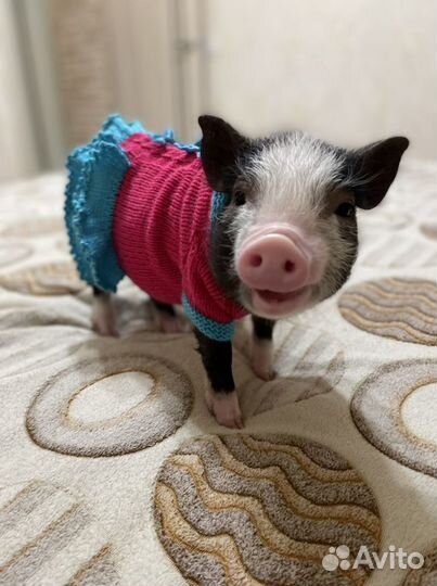 Гостиница для животных домашнего типа