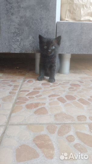 Котенок мальчик в дар