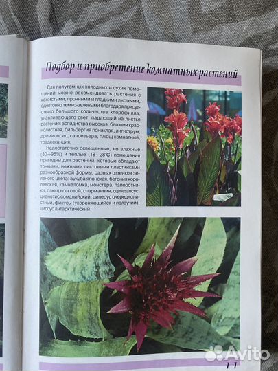 Большая энциклопедия комнатных растений