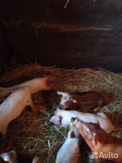 Домашние поросята