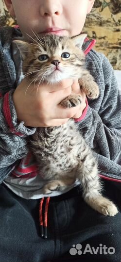 Отдам котенка 2 мес