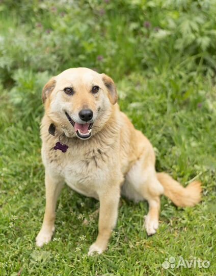 Молодая дружелюбная собака Пуговка в добрые руки