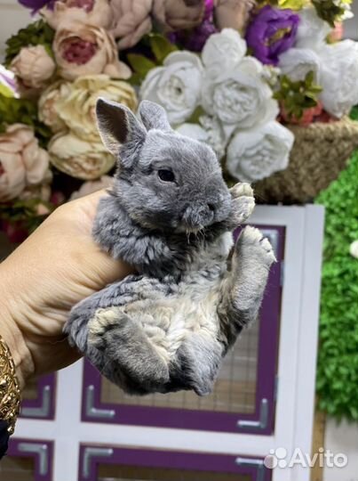Плюшевый кролик рекс