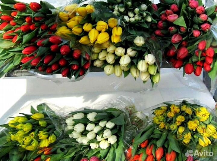 Оптом тюльпаны