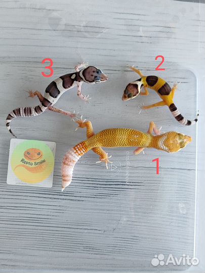 Эублефары малыши 2024 от 2500