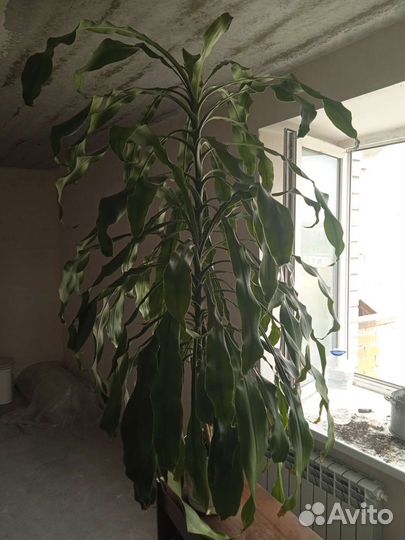 Пальма драцена душистая