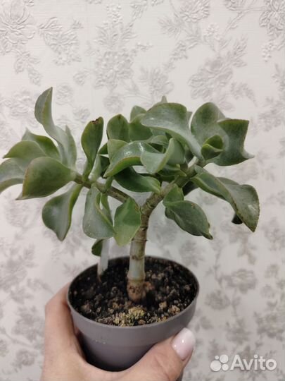 Крассула Blue Bird