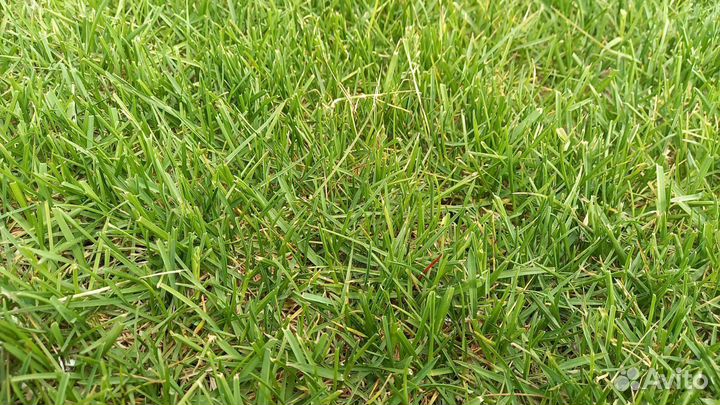 Рулонный газон
