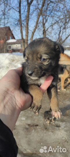 Щенки