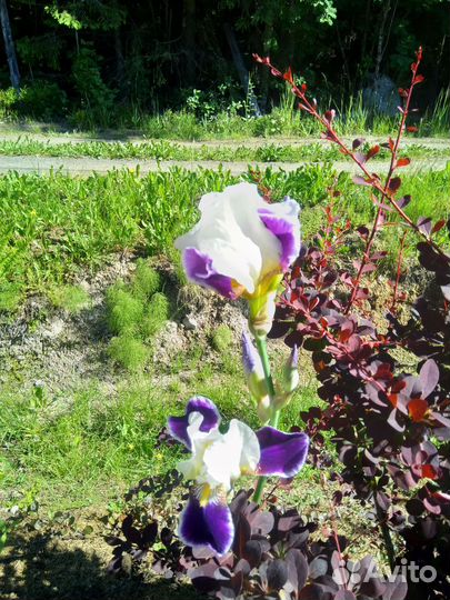 Ирис, астильба