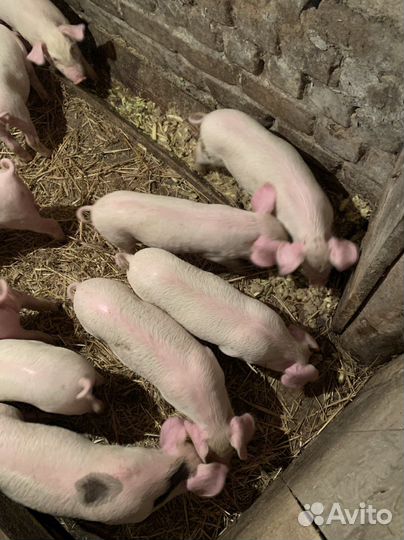 Поросята
