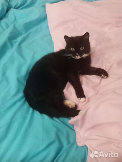 Котик подросток в добрые руки