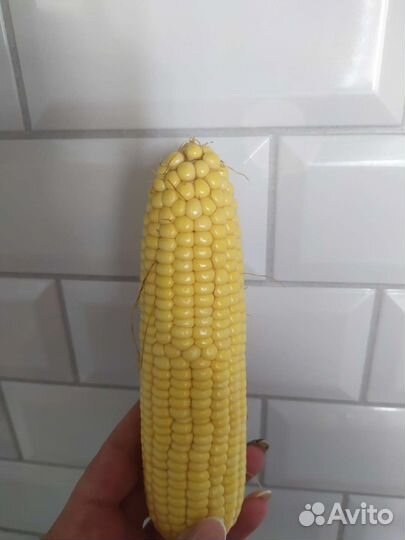 Кукуруза в початках