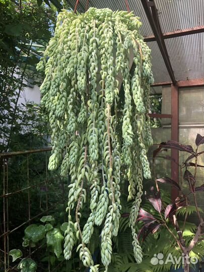 Кактусы и суккуленты