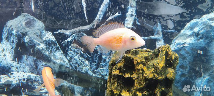 Аквариумные рыбы цихлиды