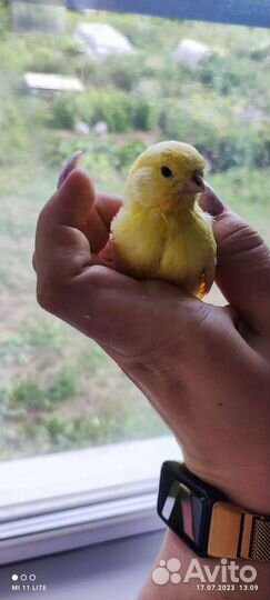 Кенара и канарейки