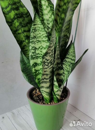 Сансевиерии сортовые