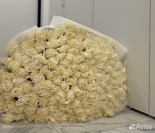 Роза белая. 25 роз 51 роза 101 роза 151 роза