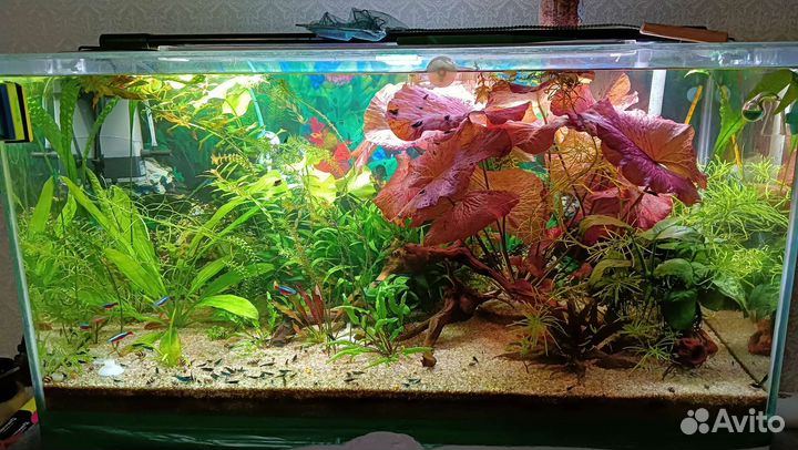 Аквариум