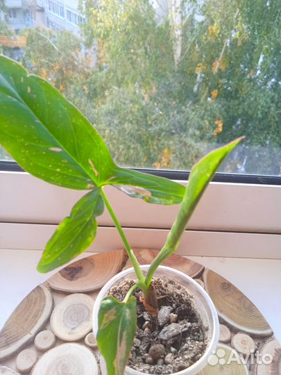 Сингониумы сортовые