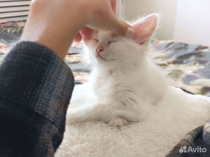 Котята девочки ищут семью