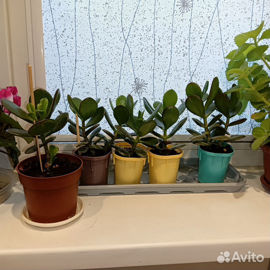 Толстянка детки