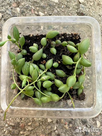 Крестовник