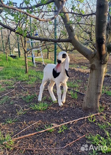 Камерунская овца, керри хил