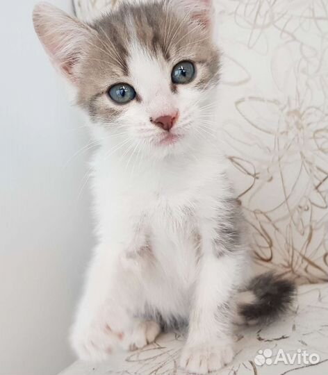 Кошки в добрые руки бесплатно