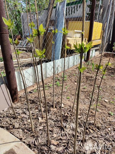 Саженцы катальпы