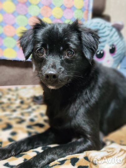 Мелкая собачка фенотип тойчика