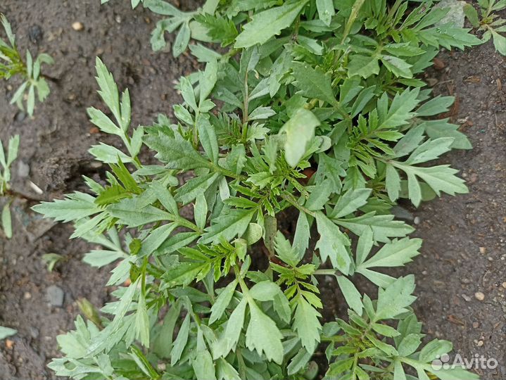 Рассада Цветы, капуста